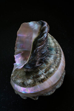 Pearly Shell