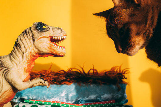 Cat plays with dino toy 