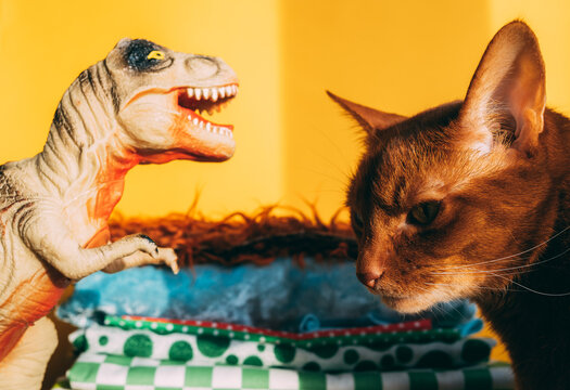 Cat and toy dinosaur face off in bright setting