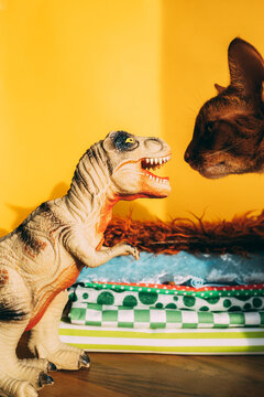 Cat plays with dino toy on yellow