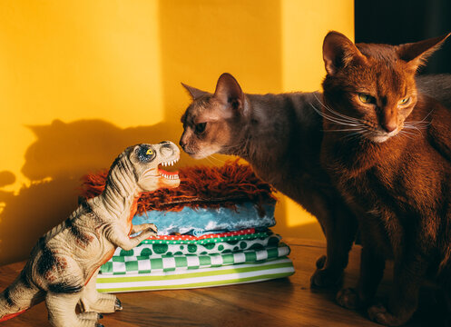 Cats and toy dinosaur interact on a sunny day