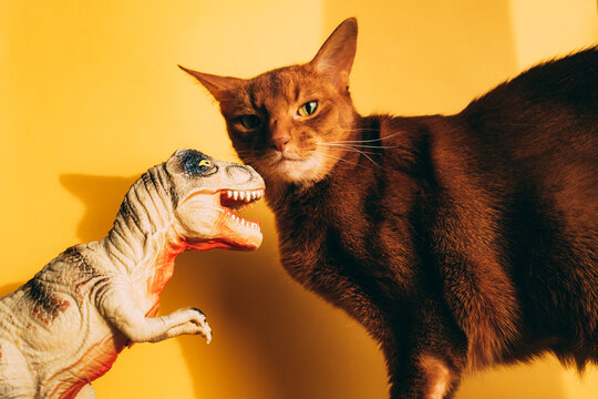 Cat plays with dino toy on yellow