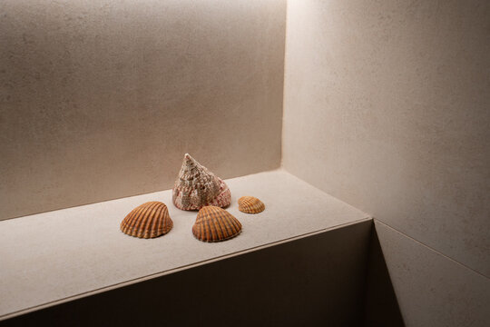 Shells Arranged on a Flat Surface in a Corner Space