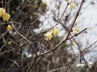 ソシンロウバイ