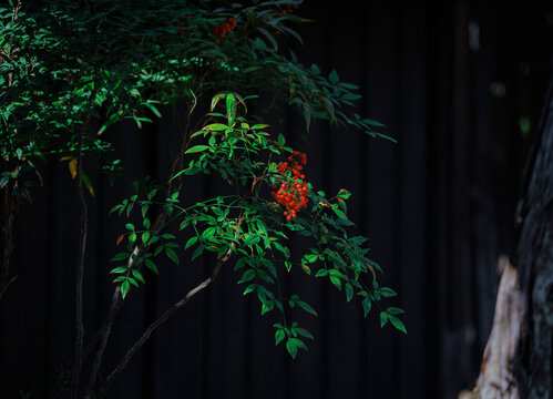 Interwoven Light and Shadow: Dappled Sunlight on Nandina Domestica.
