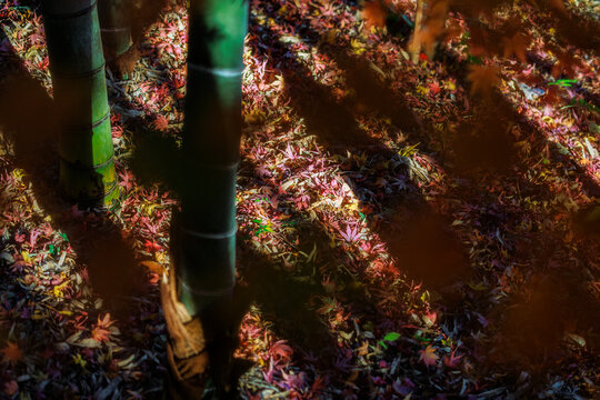 Splendid Red Leaf Carpet on the Bamboo Forest Floor.