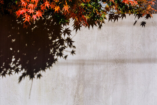 Maple Leaf Silhouette on a Rough Wall Surface.