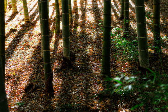 Sunset Silhouette: Bamboo Shadows Cast on the Autumn Forest Floor.