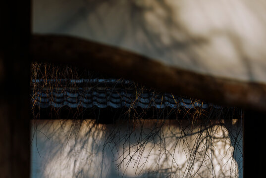 Wabi-Sabi Winter: Withered Branches and Earthen Wall in the Sunset.