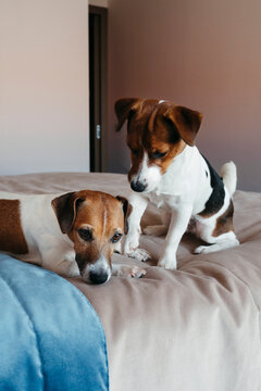 Two Playful Dogs on a Cozy Bed in a Warm Bedroom Setting