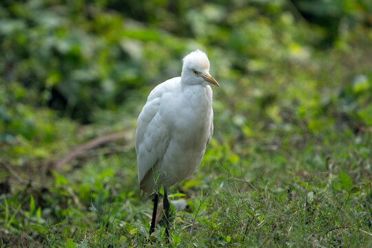 Cattle Egret (Bubulcus ibis) sitting quietly
