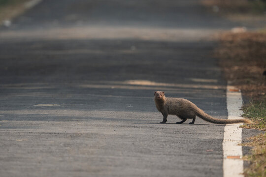 The animal in the image is an Indian grey mongoose (Urva edwardsii).