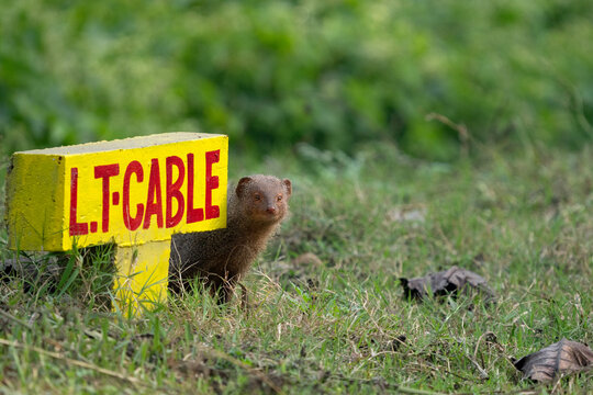 The animal in the image is an Indian grey mongoose (Urva edwardsii).