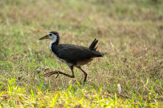 The bird in the image is a white-breasted waterhen (Amaurornis phoenic
