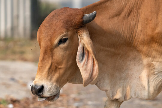 The image features a Brahman or Zebu-type cow.