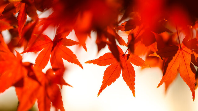 Maple Leaves