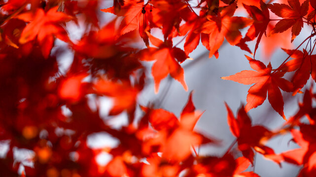Maple Leaves
