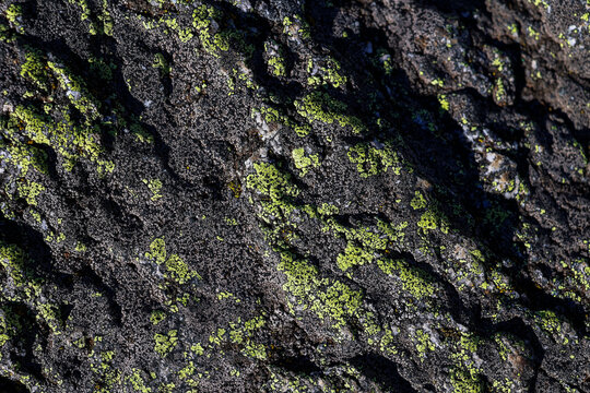 Texture of Growth on a Rocky Surface 