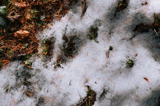 Winter detail With Melted Snow and Fallen Leaves