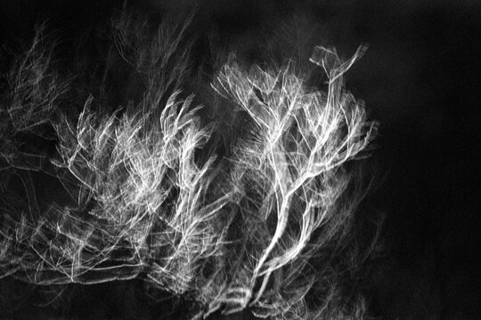 Abstract branches in motion at night 