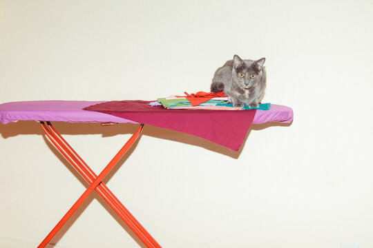 Cat with ironing board