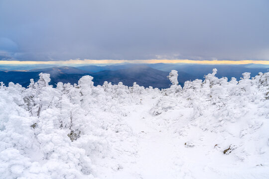 Snow Covered Trees On Mt Moosilauke