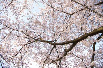Cherry blossom tree branches in full bloom against blue sky in spring, Kakunodate, Senboku, Akita, Japan