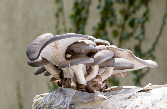 Cluster of sunlit Oyster Mushrooms