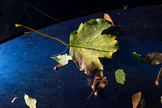 Autumn leaf on a glossy dark blue car paint.