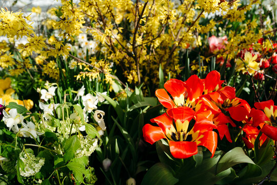 Vibrant Spring Garden Filled With Colorful Blooms in Full Sunshine