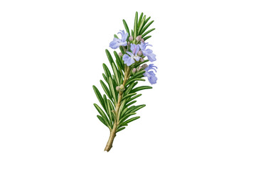 Rosemary sprig blooming with delicate purple flowers, fresh green herb for cooking and aromatherapy, with transparent background