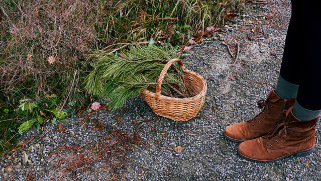 A basket with pine branches