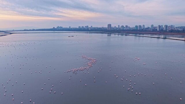 A breathtaking scene unfolds with countless flamingos floating serenely on the water. The city skyline looms softly in the background as dawn light casts gentle colors.