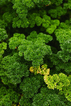 Dense green parsley patterns fill the space in the garden