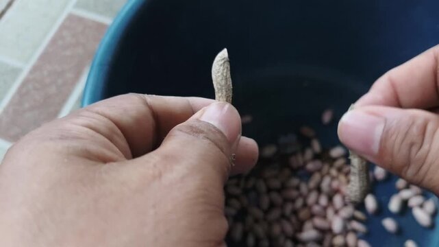 Close-up footage of hands peeling peanuts manually using traditional methods. Authentic rural food processing activity showing sustainable lifestyle, natural ingredient