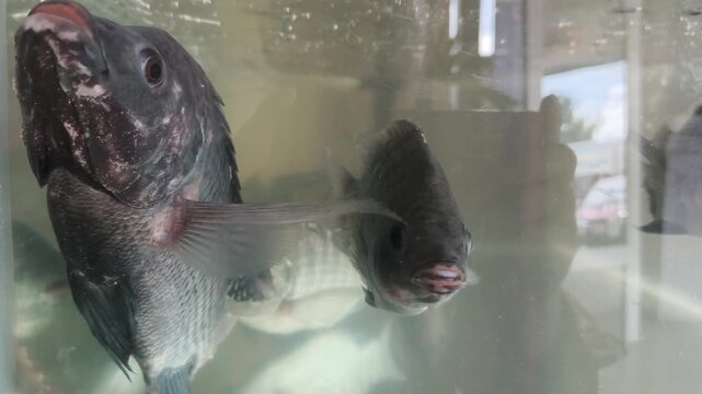 Footage of live tilapia fish (Oreochromis mossambicus) swimming inside a glass aquarium at a local restaurant. The scene represents fresh seafood selection, traditional food culture