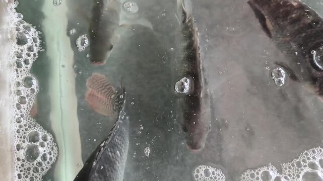 Footage of live tilapia fish (Oreochromis mossambicus) swimming inside a restaurant aquarium tank. This scene illustrates fresh seafood availability where customers can choose live fish before cooking