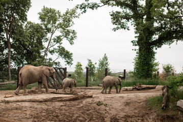 Naklejka premium herd of elephants in the savannah