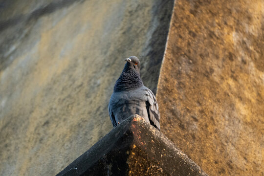 A rock dove. These birds are common in urban environments globally.