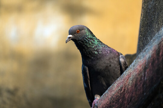 A rock dove. These birds are common in urban environments globally.