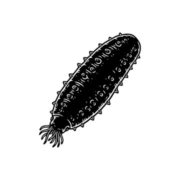 A detailed black and white vintage-style woodcut illustration of a sea cucumber, featuring its characteristic spiky texture and tentacles on a clean white background.