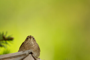 Fototapeta premium Cute little male House wren is guarding his nest in the wooden house, he sits resting on the roof in shade of summer green foliage.