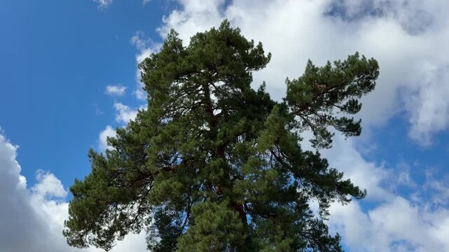 Pine tree Pinus sylvestris Scots pine against blue sky with clouds.