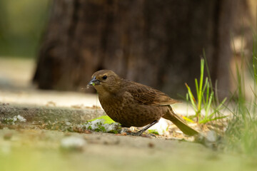 Female Brown-headed cowbird is foraging on the ground of the summer park, she eats seeds from the fallen poplar fluff,