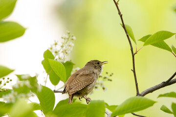 Cute little male House wren is perched on a tree branch among green foliage and white bloom in spring and sings a mating song.