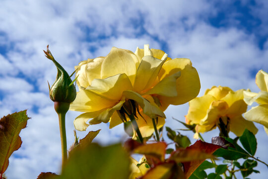 Yellow Roses Bloom Under a Clear Sky with Fluffy Clouds in a Garden.