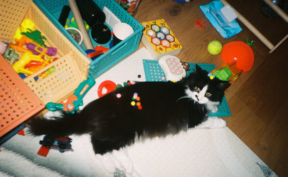 Cat lying among children toys on floor at home
