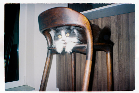 Cat hiding under wooden chair indoors