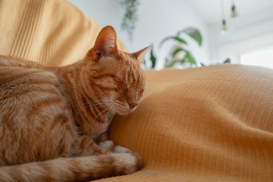 Ginger tabby cat sleeping