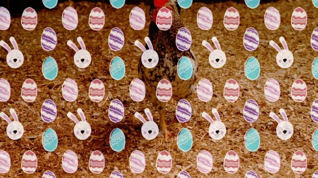 Easter sticker overlay appearing while speckled hen pecking bedding, turning head, foraging right